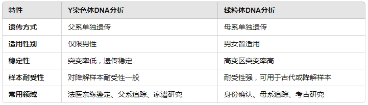 Y染色体和线粒体DNA分析：特殊DNA鉴定技术详解