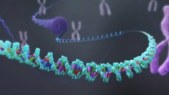 DNA亲缘关系鉴定：从家庭到物种，基因能告诉我们什