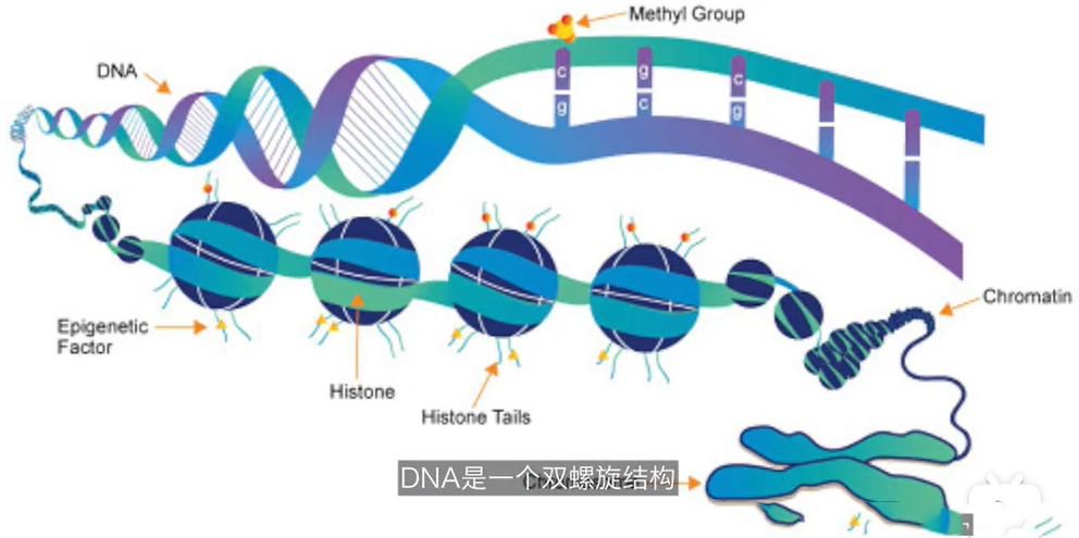 DNA鉴定与遗传学：我们如何通过基因信息预测健康风险