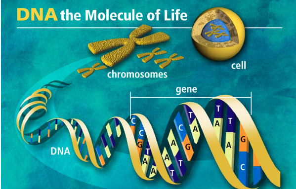 高科技如何帮助我们解码DNA：现代DNA鉴定技术详解