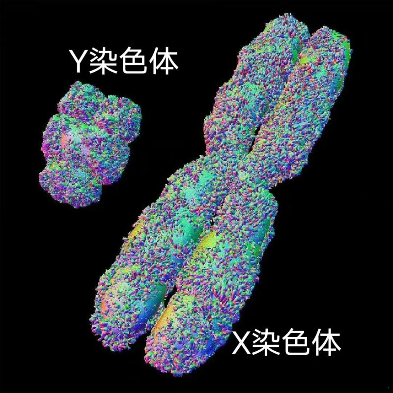 Y染色体检测：追溯父系家族的独特钥匙