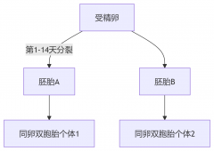 双胞胎的DNA一模一样？亲子鉴定能区分同卵双胞胎父