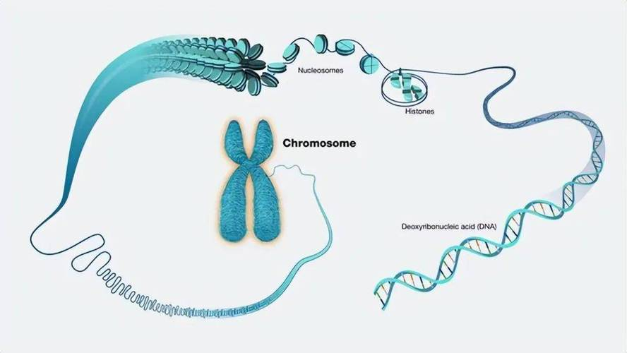 线粒体DNA