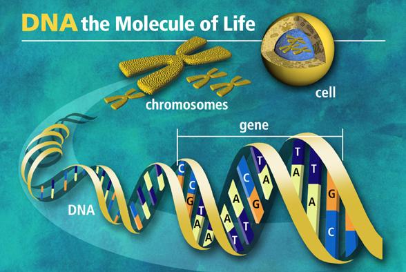 DNA的奥秘：亲子鉴定如何通过基因锁定血缘关系？